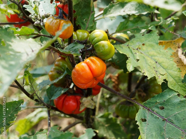 Obraz Aubergine éthiopienne ou gilo, plante légumineuse à fructification lisse, ronde et rayurée de vert à rouge, aux feuillage et tiges velu, soyeux et épineux 