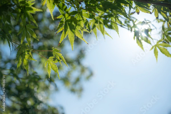 Fototapeta モミジ