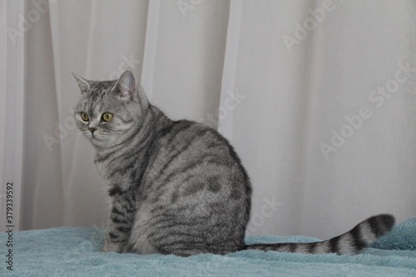 Obraz cat on the couch