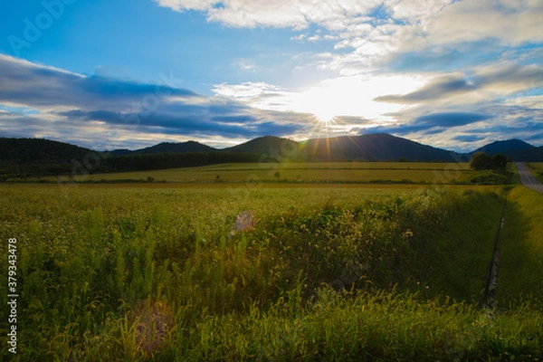 Fototapeta そば畑と山