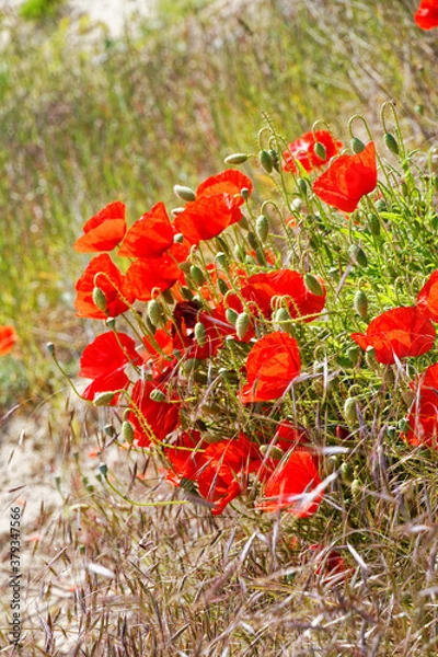 Obraz red poppies in the field