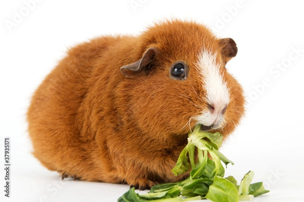 Obraz Meerschweinchen mit Salat