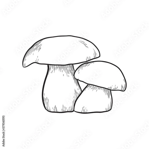 Obraz Hand drawn mushrooms. Vector illustration isolated on the white background.