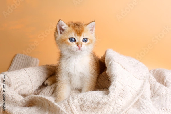 Fototapeta kitten breed British Golden chinchilla wrapped in a blanket, a kitten in a knitted blanket on a beige background