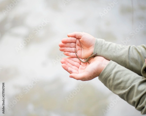 Fototapeta kide with a lizard on his hands