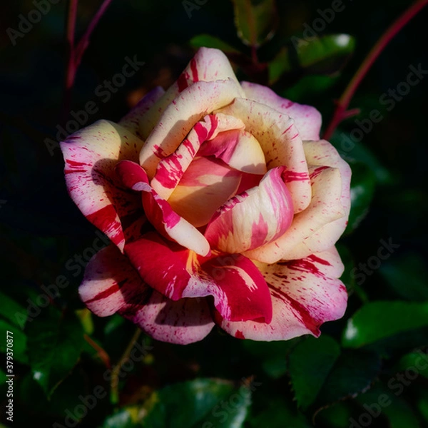 Obraz Wunderschöne Blume