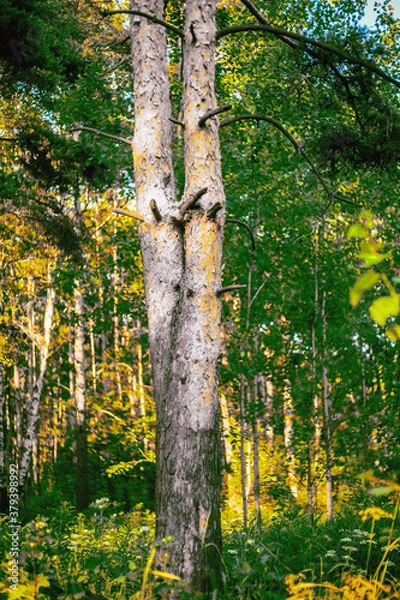 Obraz Two tree trunks grow from one root, intertwining at the bottom and branch out at the top. Symbolic split