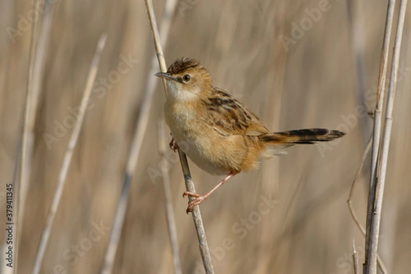 Fototapeta Zitting Cisticola (Cisticola juncidis) perched on a reef