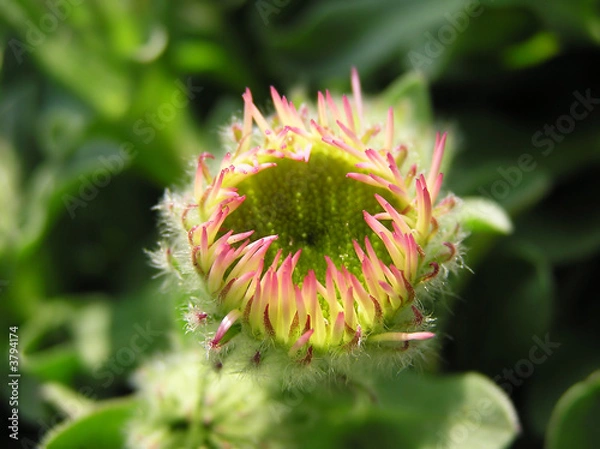 Obraz blooming chrysanthemum