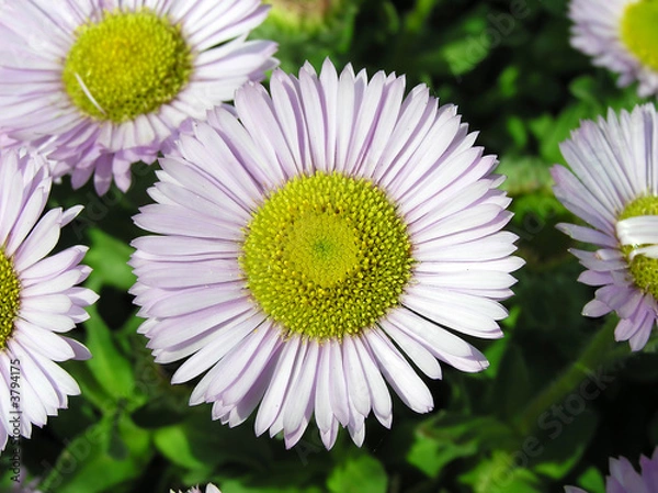 Obraz chrysanthemum in a garden