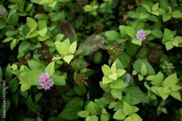 Obraz green leaf and flowers