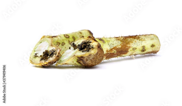 Fototapeta Raspberry stem gall midge. Midge on a branch. Damaged raspberry. Raspberry diseases. A diseased branch.