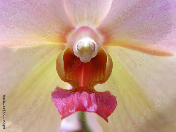 Obraz orchid macro