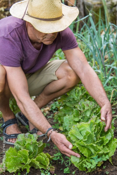 Obraz farmer collecting lettuce from his plantation