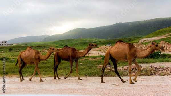Obraz camels in the mountains