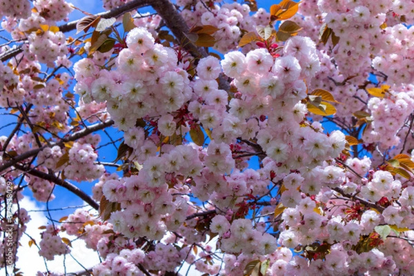 Obraz cherry tree blossom