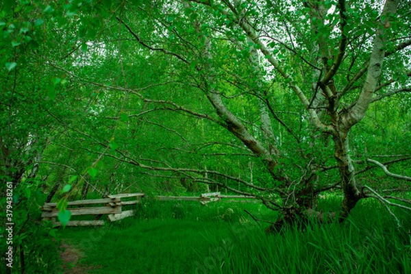 Obraz Tree in field in spring