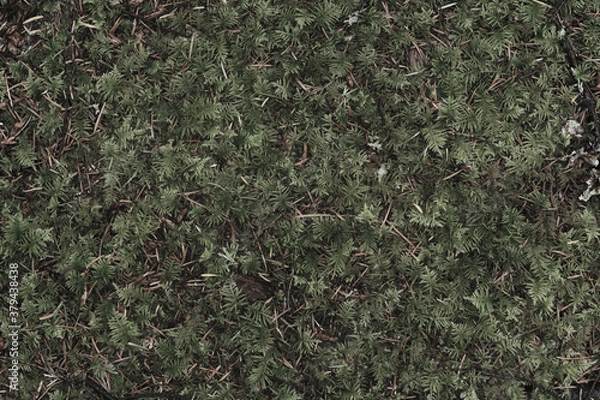 Fototapeta grass texture