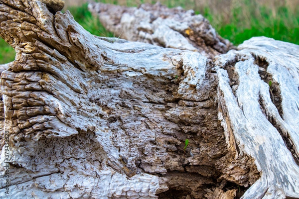 Obraz Log on the beach