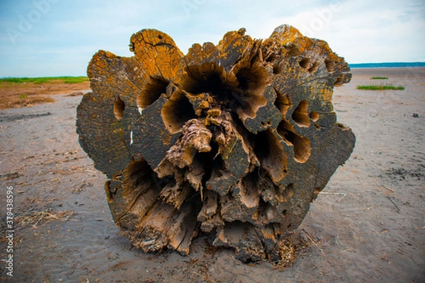 Obraz tree on the beach