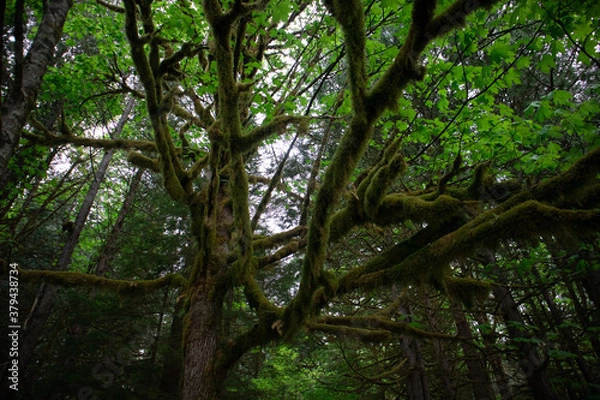 Obraz trees in the woods