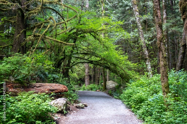 Obraz path in the forest