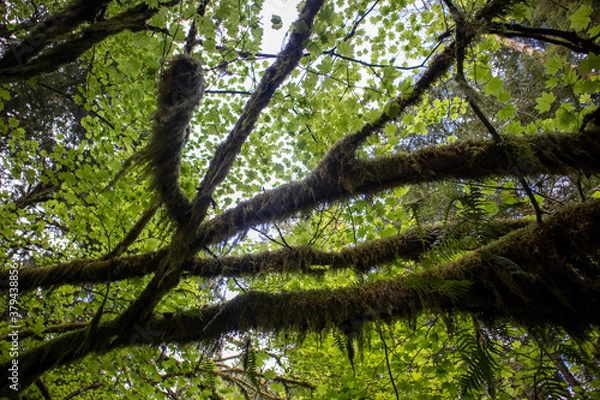 Obraz trees in the forest
