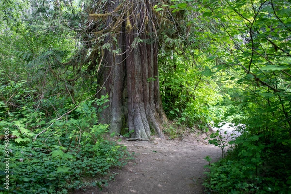 Obraz path in the forest