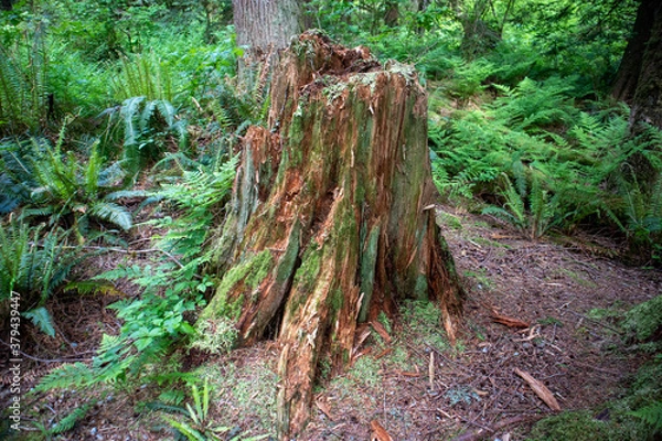 Obraz Stump in forest