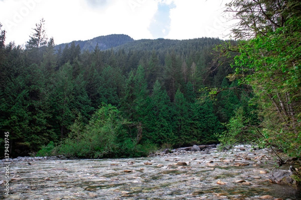 Obraz river in the forest