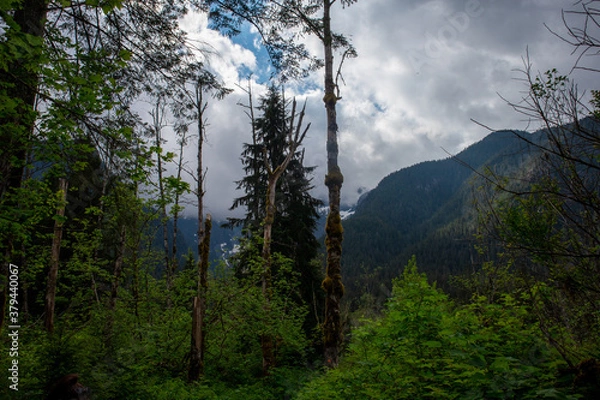 Obraz clouds over the forest