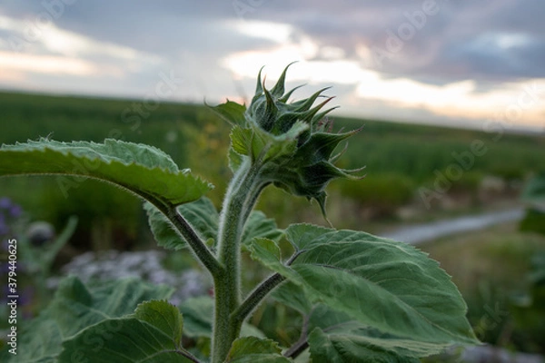 Obraz Flower in spring
