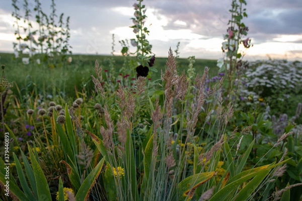 Obraz flowers in the field