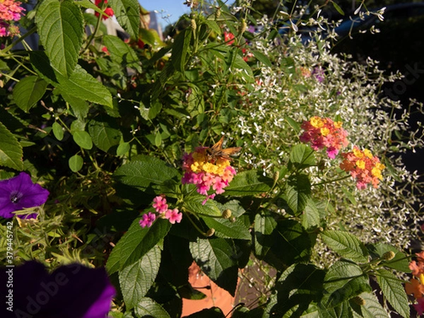 Obraz yellpw flowers