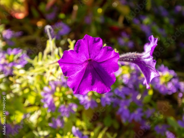 Obraz flowers for backgrounds