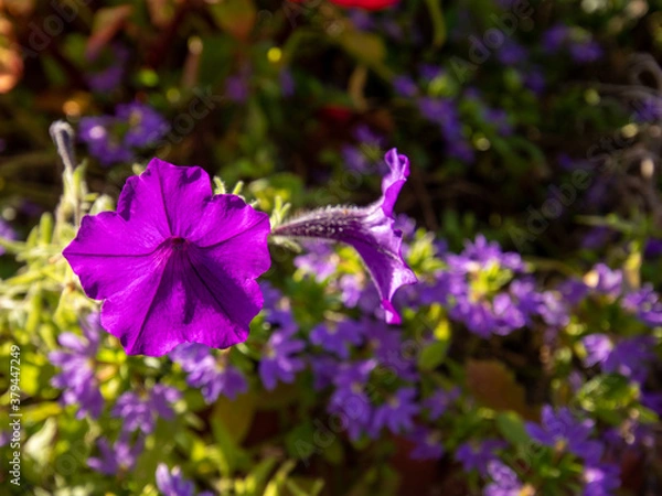 Obraz flowers for backgrounds