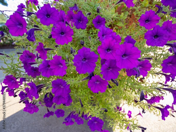 Obraz flowers for backgrounds