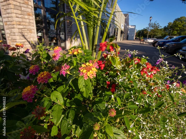 Obraz flowers for backgrounds