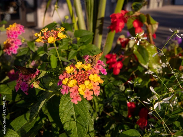 Obraz flowers for backgrounds