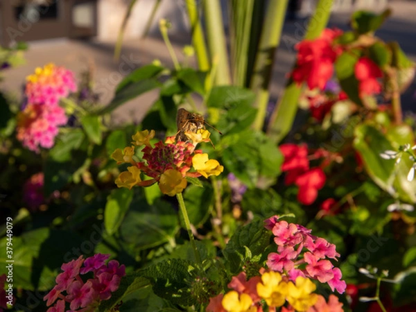 Obraz flowers for backgrounds