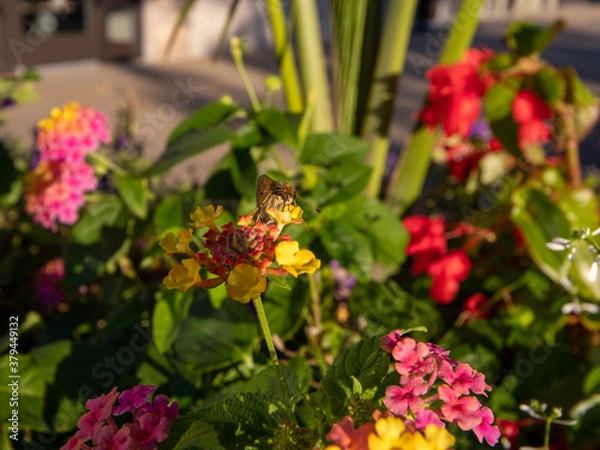 Obraz flowers for backgrounds