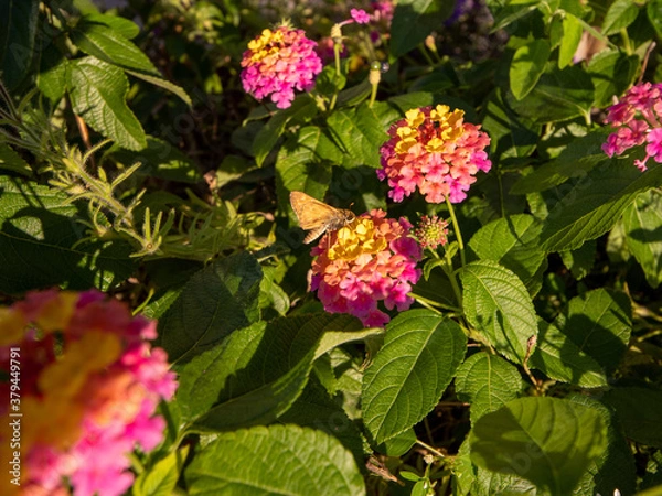 Obraz flowers for backgrounds