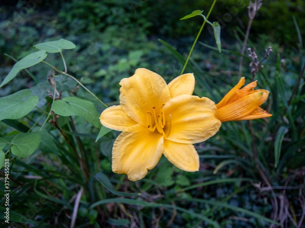 Obraz yellpw flowers