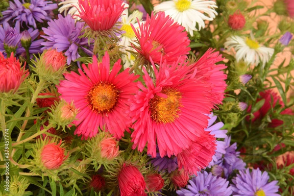 Fototapeta Blumen 1237