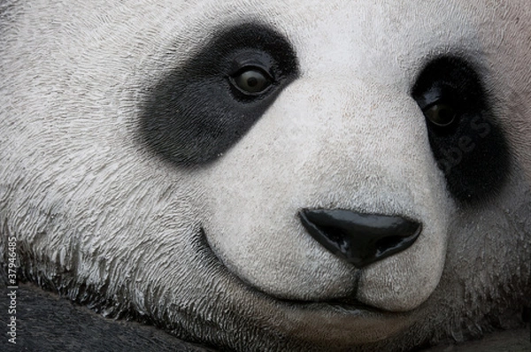 Obraz close up of panda