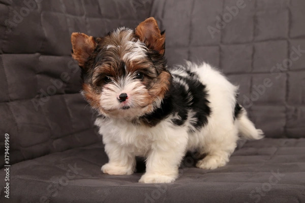 Fototapeta Beaver York puppy on a gray background.