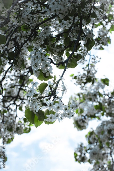 Obraz blossoming springtime tree