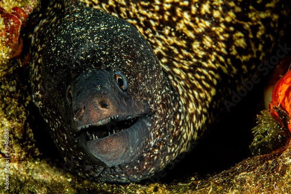 Obraz Moray fish