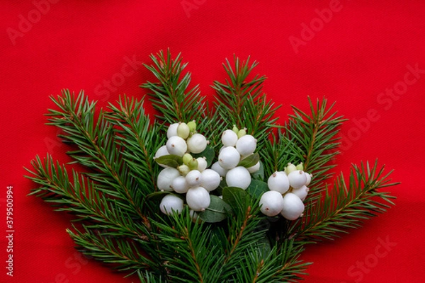 Fototapeta Christmas bouquet with fir branches and white dogwood berries on a red background . Christmas card. The theme of a winter holiday. Happy New Year