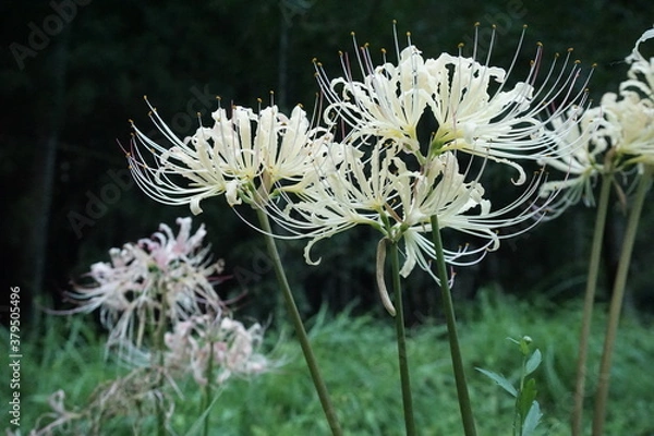 Obraz 白いヒガンバナ